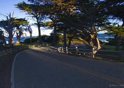 Roadway view through cypress trees