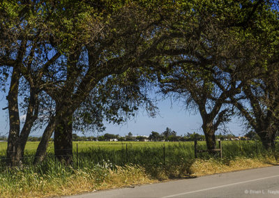 Country pastures in spring