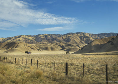 Fields of gold