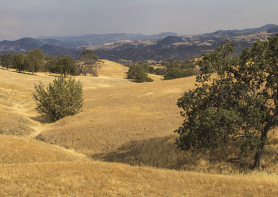 Golden hills in mid summer