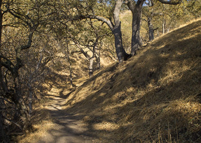 Country woodlands and golden hills