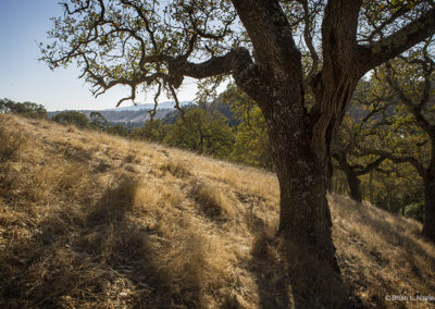 Oak trees on golden hills