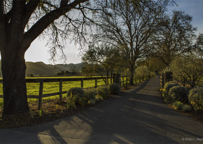 Country lanes in spring