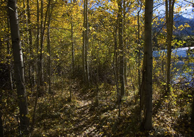Wooded trial in shaded light