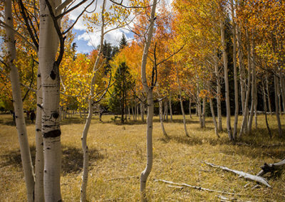 Aspens in autumn color