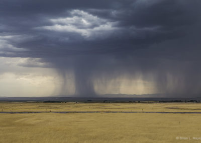 Storm on golden fields