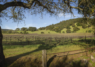 Spring vineyard view ringed by oaks