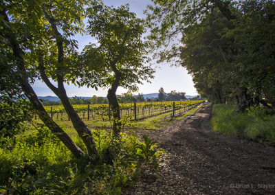 New growth in spring vineyards