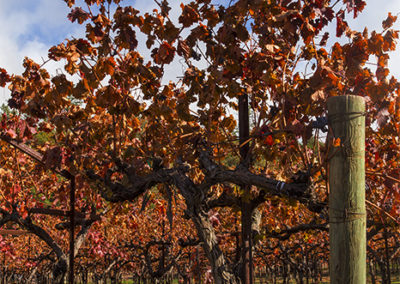 Fall vineyards in deep hues of red