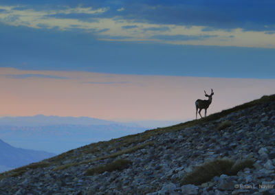 Young buck on high mountain slopes