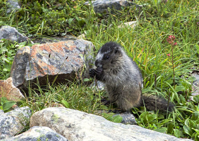 Young marmot feeds in alpine grass