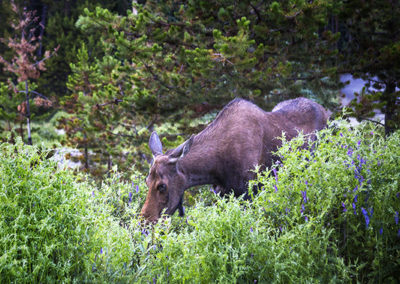 Moose up close