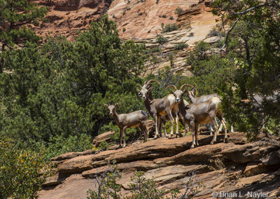 Wild herd of goals in the Southwest