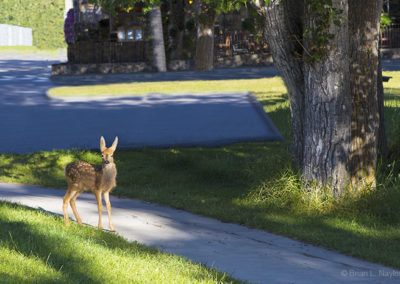 Young deer in park