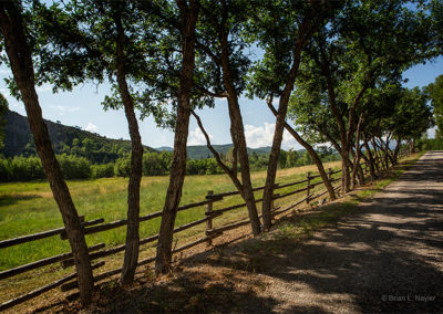 Tree lined views from the road